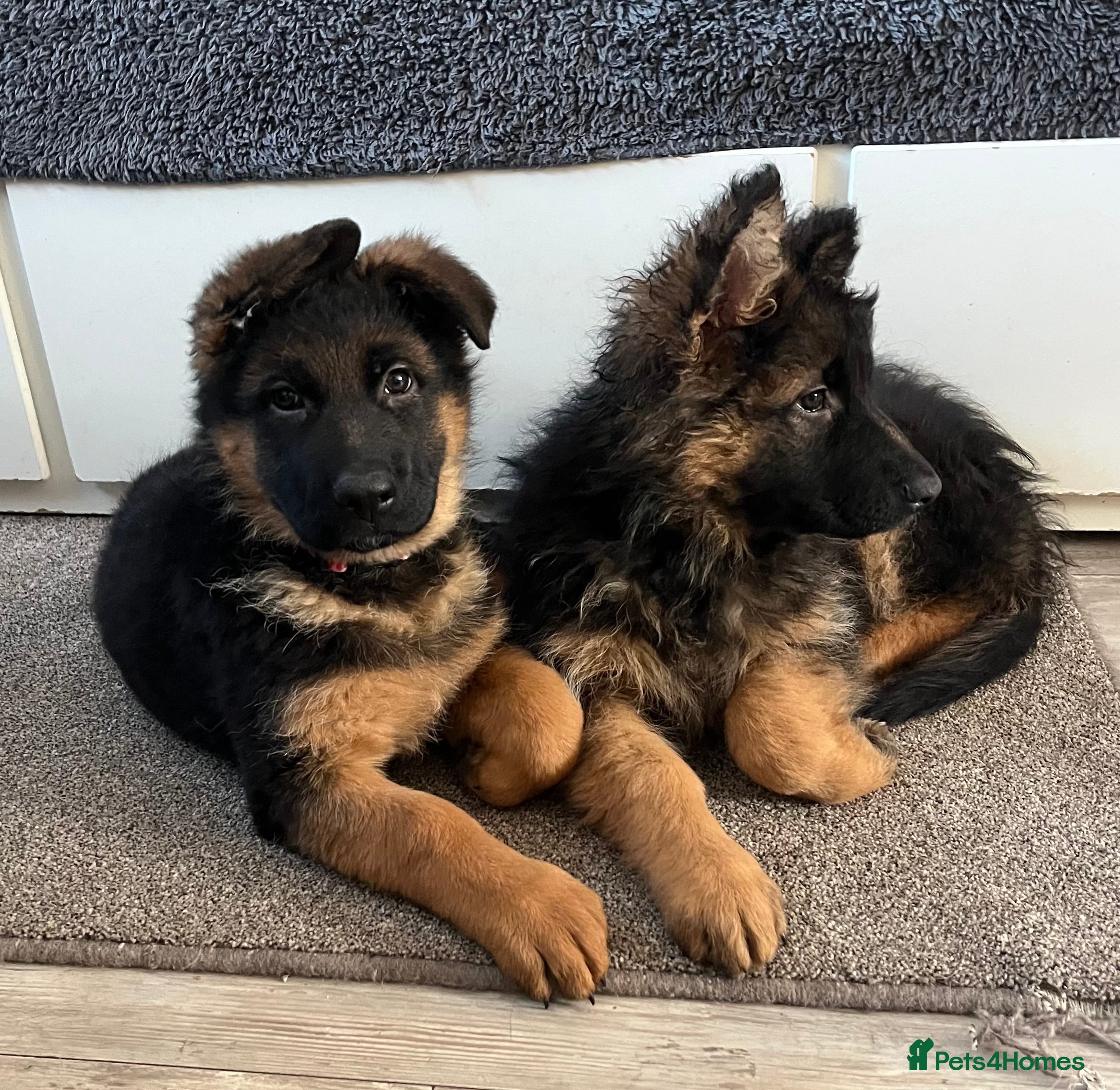 German Shepherd dogs Outstanding Gsd girls for sale  - Advert 18