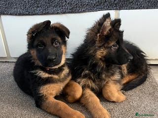 German Shepherd dogs Outstanding Gsd girls for sale - Advert 18
