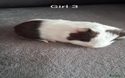 Guinea Pig rodents for sale: 3 girls 5 boys ready to leave - Image 12