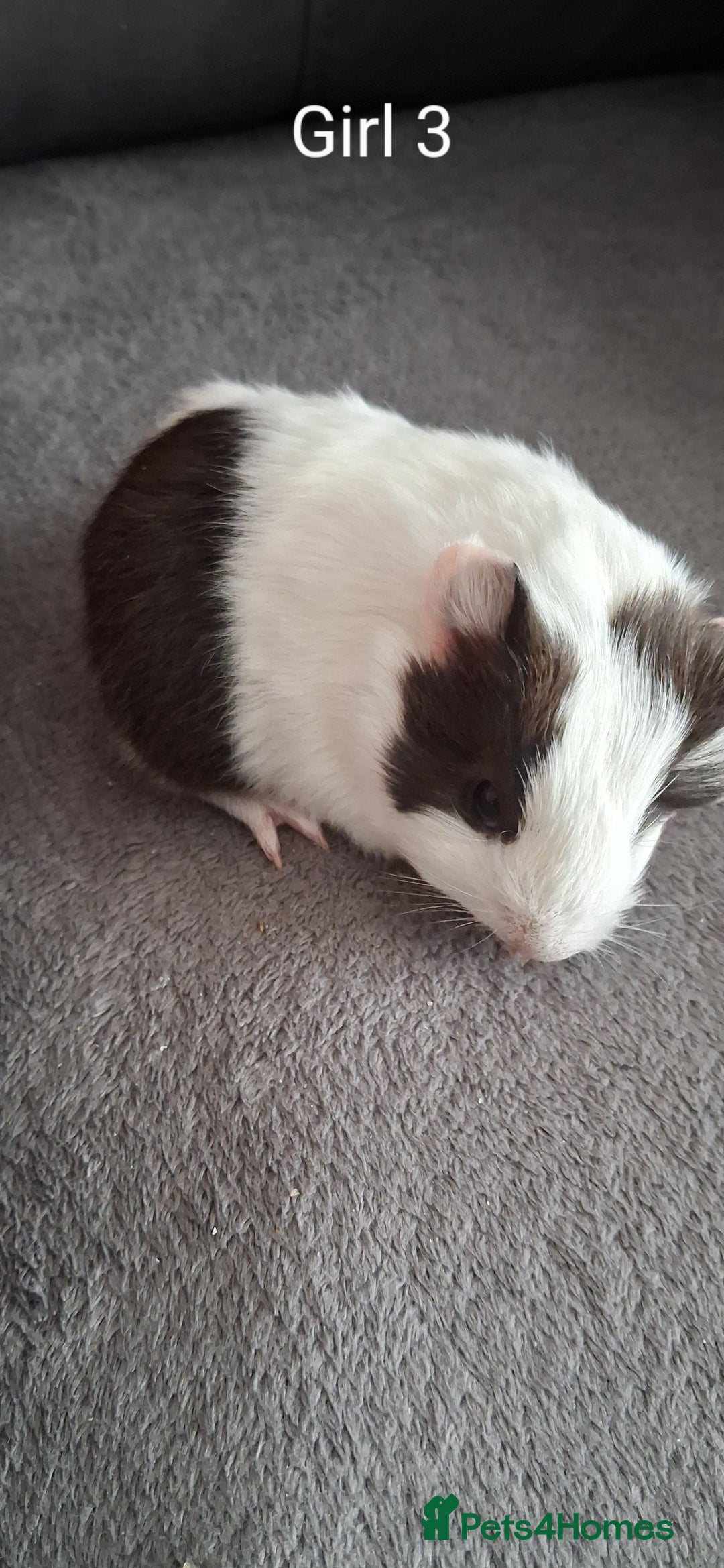 Guinea Pig rodents for sale: 3 girls 5 boys ready to leave - Image 12