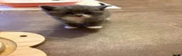 British Shorthair cats for sale: Grey British short hair beautiful kittens - Advert 8