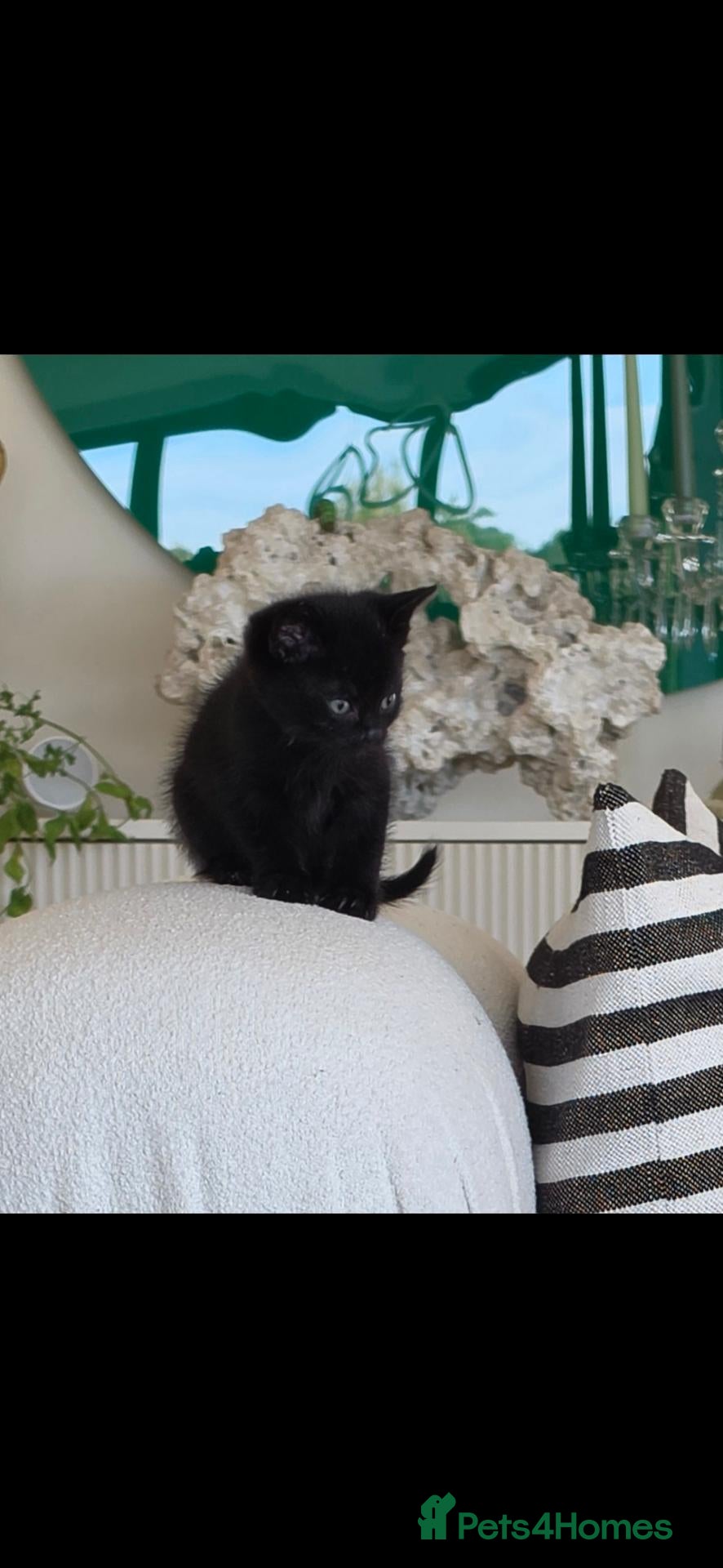 Mixed Breed cats 3 lovely all black kittens - Advert 2