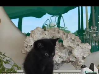 Mixed Breed cats 3 lovely all black kittens - Advert 2