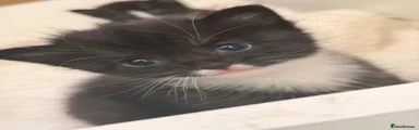 Black and white tabby female