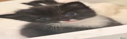 Mixed Breed cats for sale: 3 beautiful black and white tabby kittens for sale - Advert 17