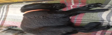 German Shepherd Puppy 3