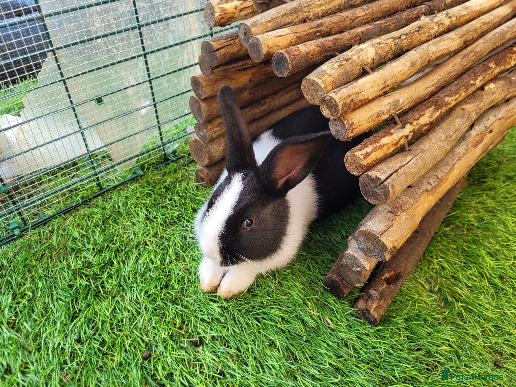 Mini Lop rabbits for sale: Adorable Mini Lop Mix Rabbits - READY JUNE 11TH - Advert 21