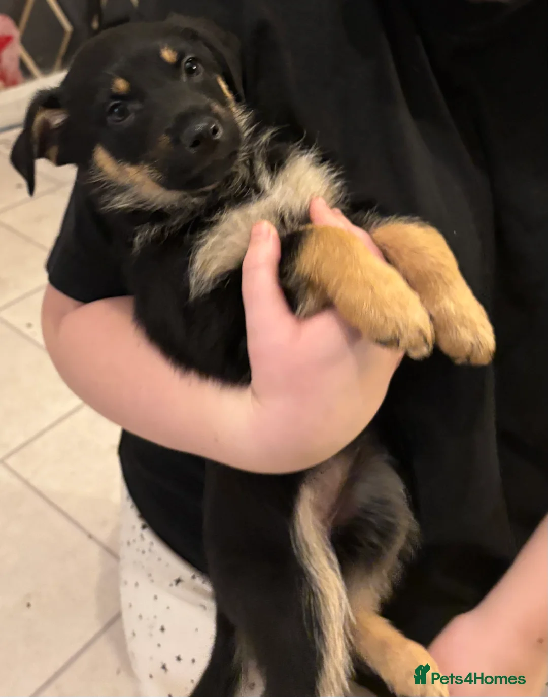 Mixed Breed dogs for sale: German Shepherd Rottweiler Puppies - Advert 13
