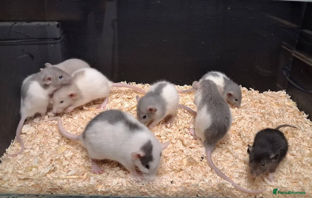 Rat rodents for sale: Baby Dumbo Eared Rat's Males and Females  - Advert 1