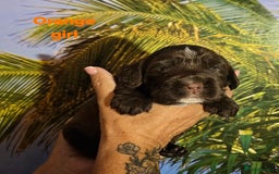 Sprocker dogs for sale: Beautiful Sproker pups for sale   - Image 23