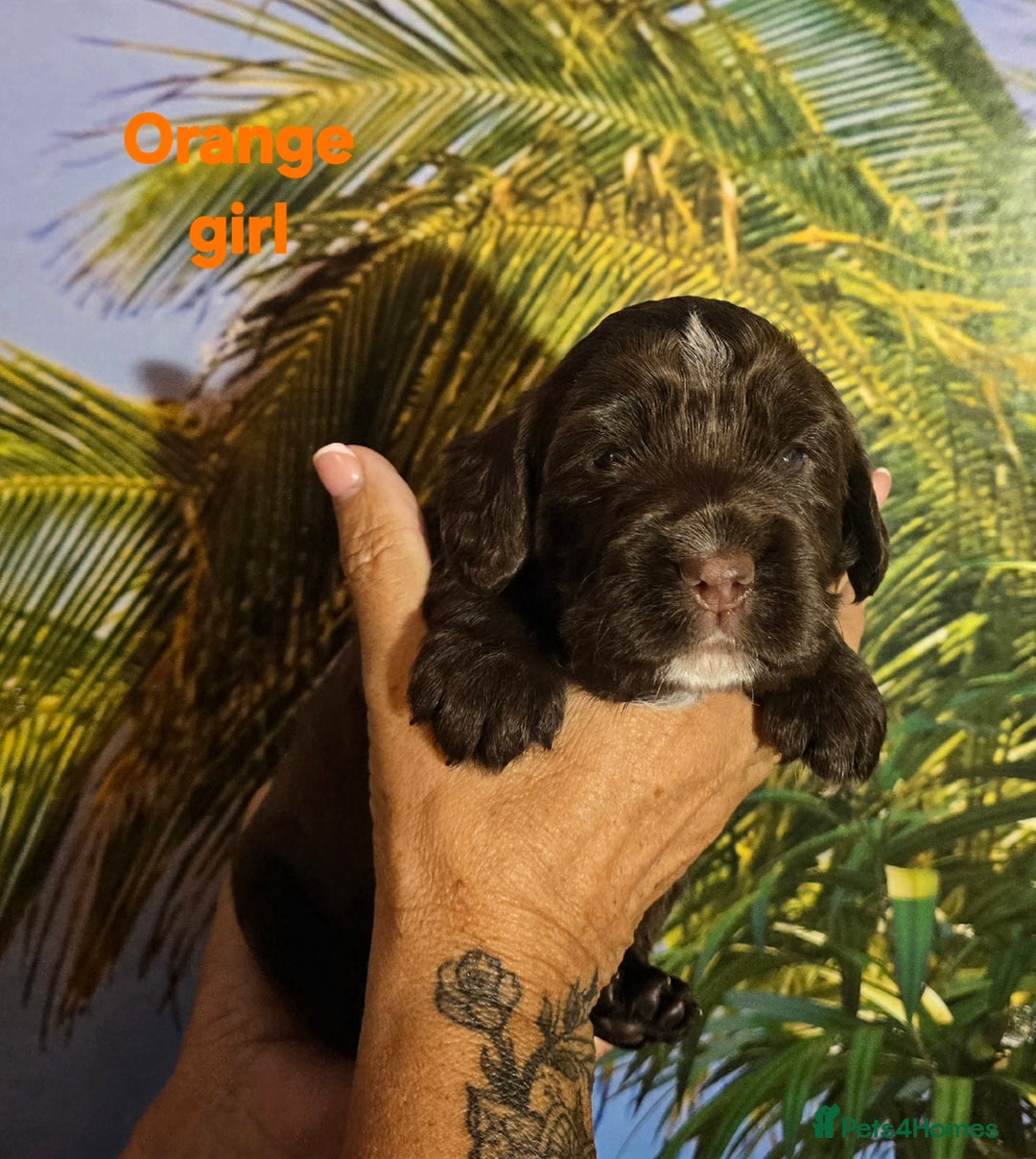 Sprocker dogs for sale: Beautiful Sproker pups for sale   - Image 23