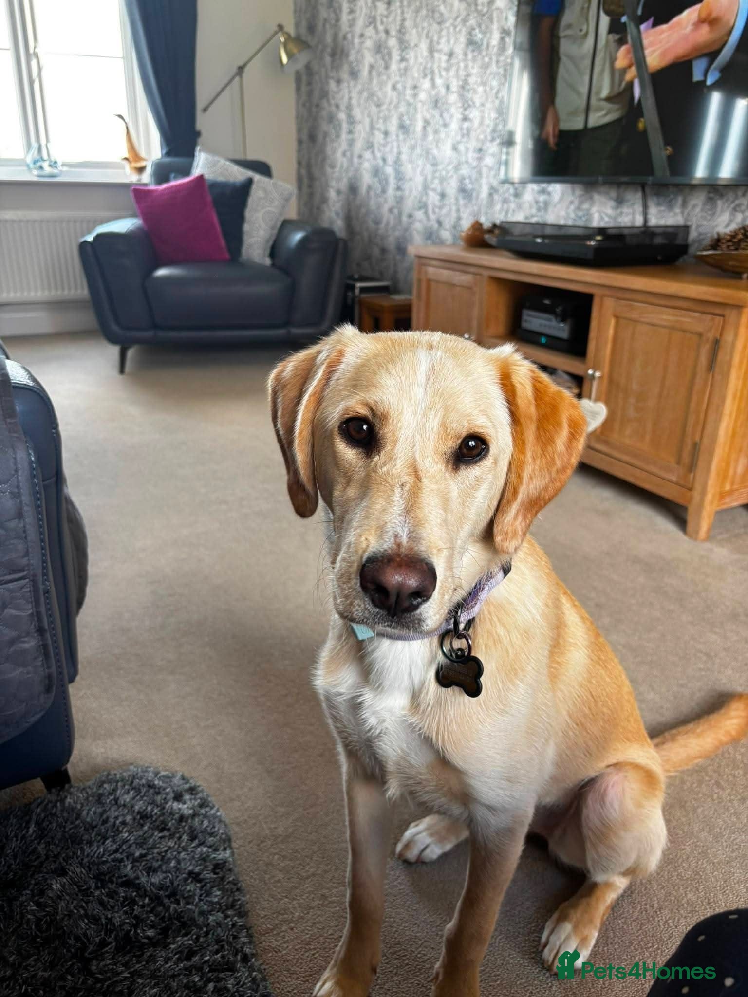Mixed Breed dogs Meet Dolly, currently residing in Worcestershire  - Advert 1