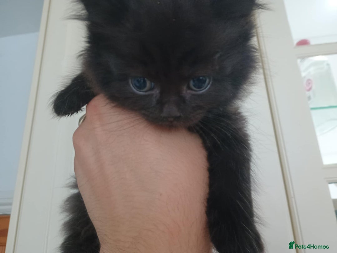 Mixed Breed cats for sale: Beautiful Black Boy Kittens  - Image 4