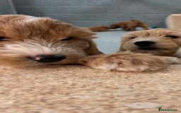 Goldendoodle dogs for sale: F1 miniature Goldendoodle puppies. - Image 11