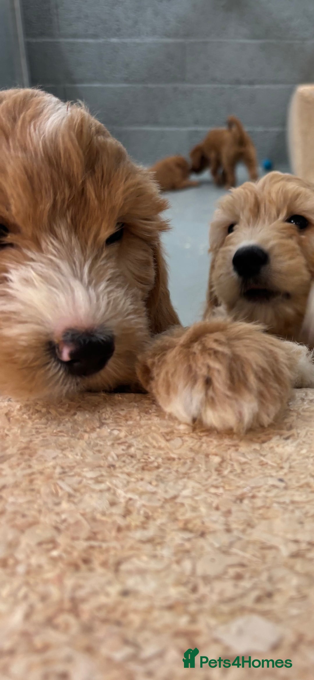 Goldendoodle dogs for sale: F1 miniature Goldendoodle puppies. - Image 11