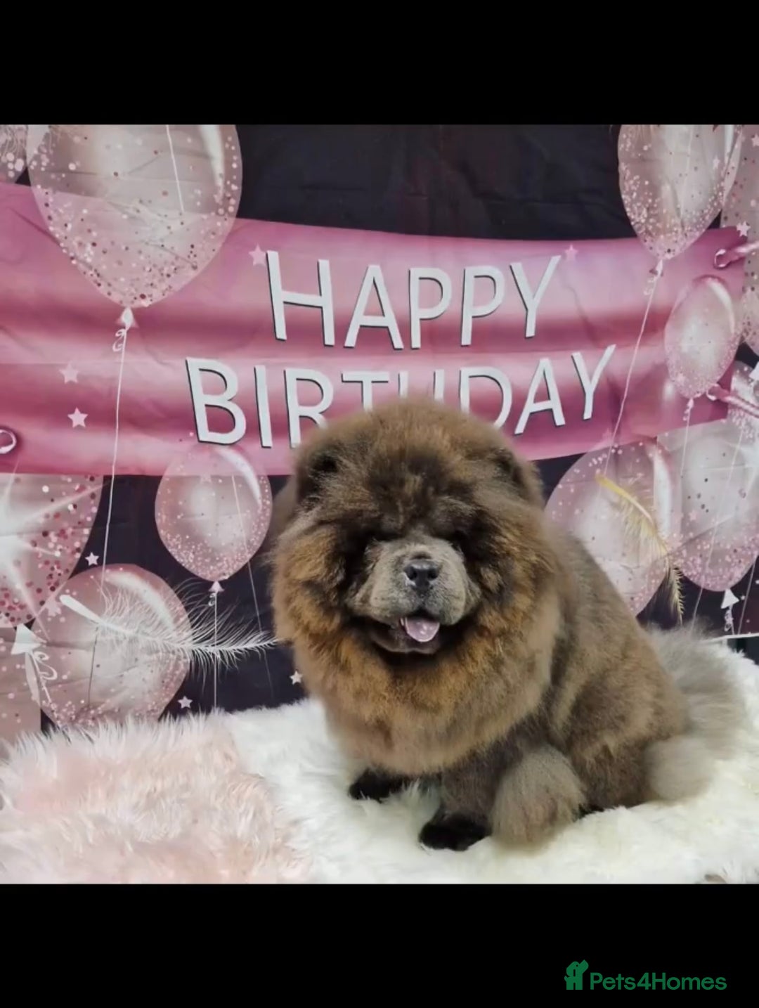 Chow Chow dogs for sale: CHOW CHOW PUPPIES  - Advert 11