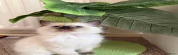 Ragdoll cats for sale: Ragdoll - Advert 5
