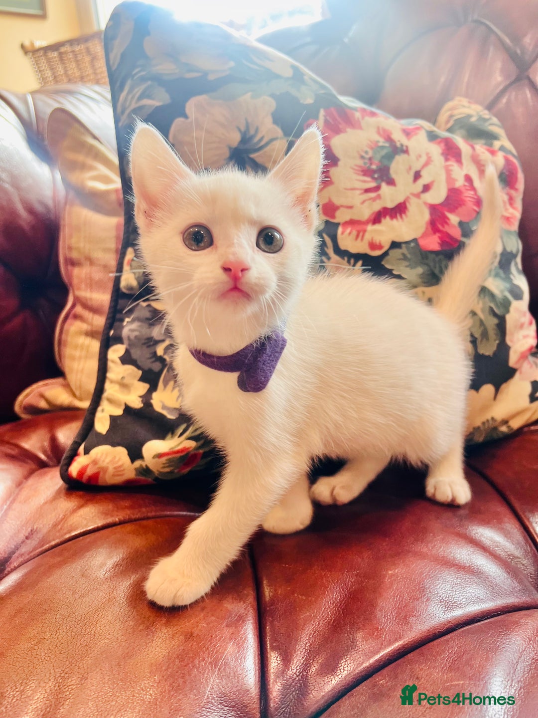 Mixed Breed cats for sale: *READY NOW* 3 Beautiful White Kittens - Image 5
