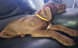 Mastiff dogs for sale: Mastiff Hybrids  - Image 29