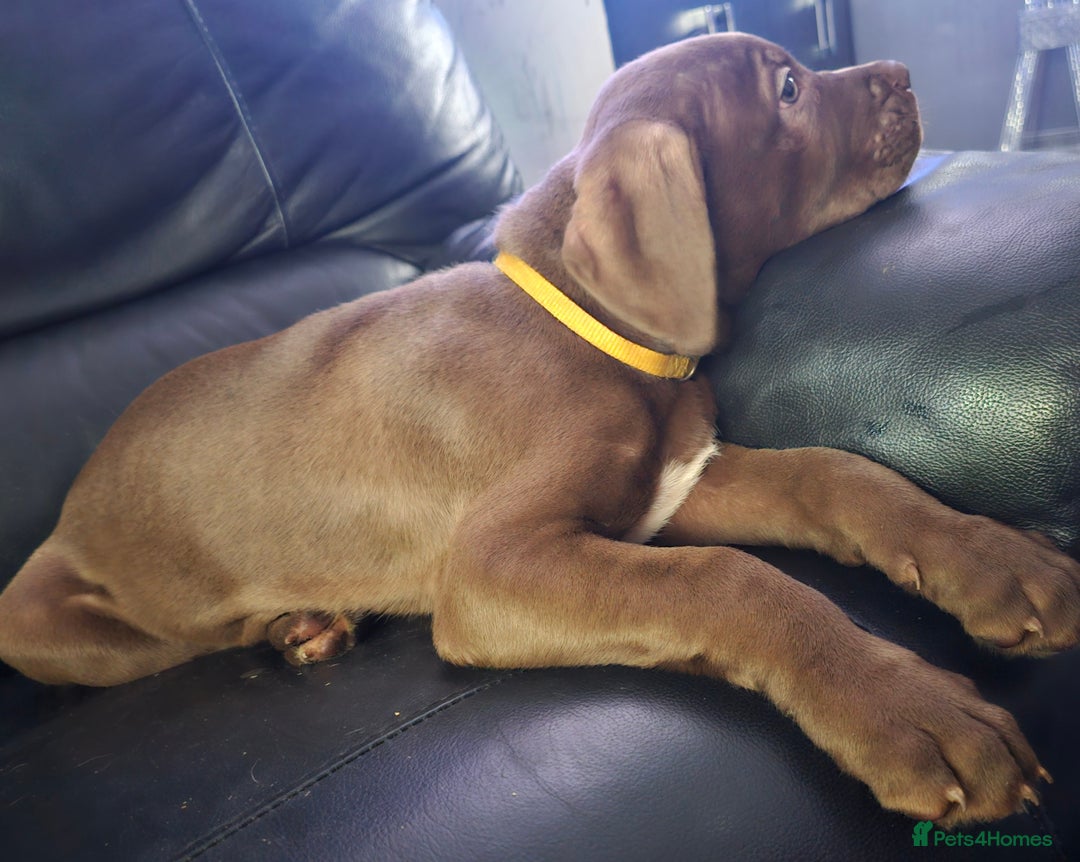 Mastiff dogs for sale: Mastiff Hybrids  - Image 29
