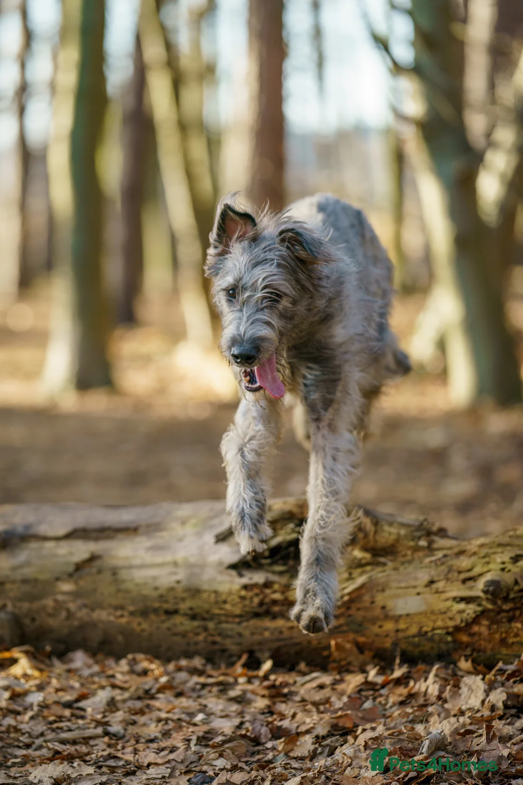 Irish Wolfhound dogs for sale: Health Tested, KC Reg Irish Wolfhounds  - Advert 22