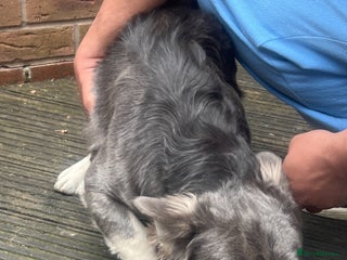 French Bulldog dogs - Advert 26