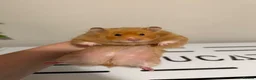 Hamster rodents for sale: Beautiful long haired tame hamsters in Gloucester - Advert 5