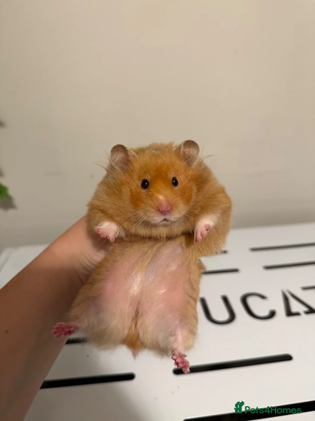 Hamster rodents for sale: Beautiful long haired tame hamsters in Gloucester - Advert 5