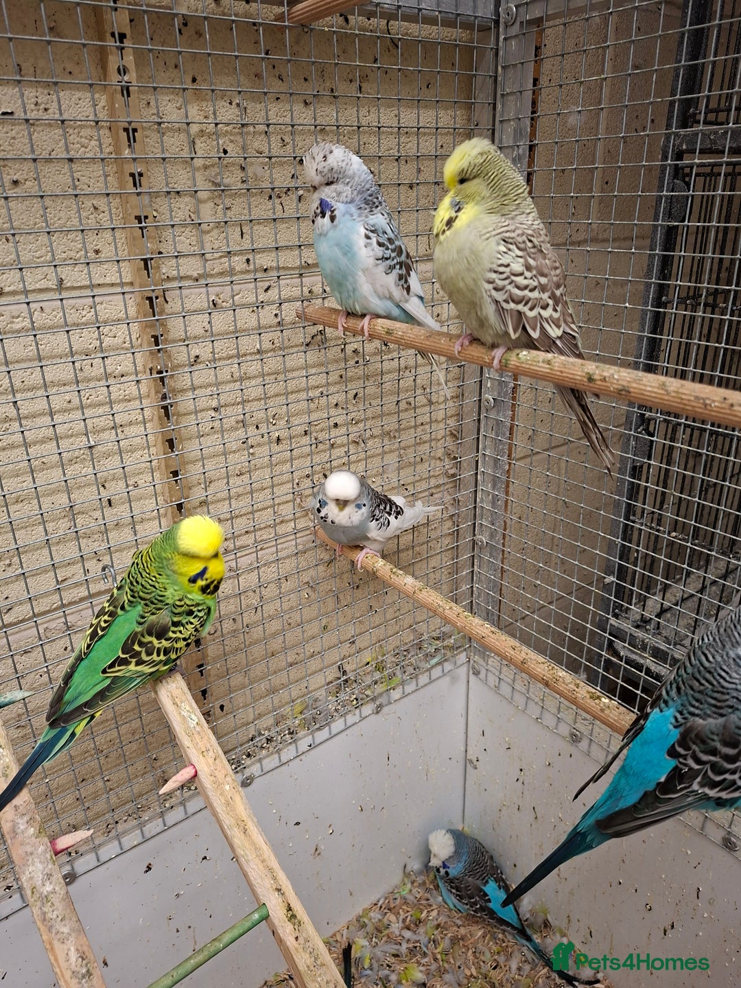 Budgerigars birds for sale: Exhibition Budgerigars for sale. - Image 5