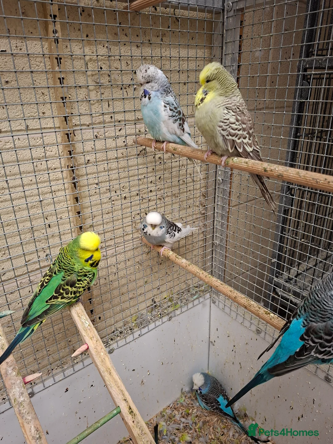 Budgerigars birds for sale: Exhibition Budgerigars for sale. - Advert 5