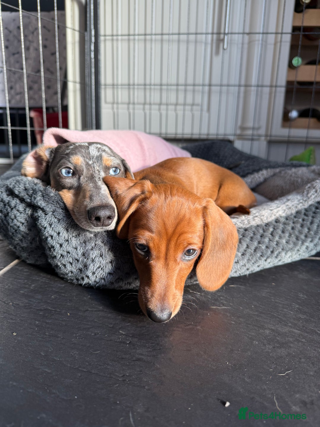 Miniature Dachshund dogs for sale: Miniature dachshund - Advert 7