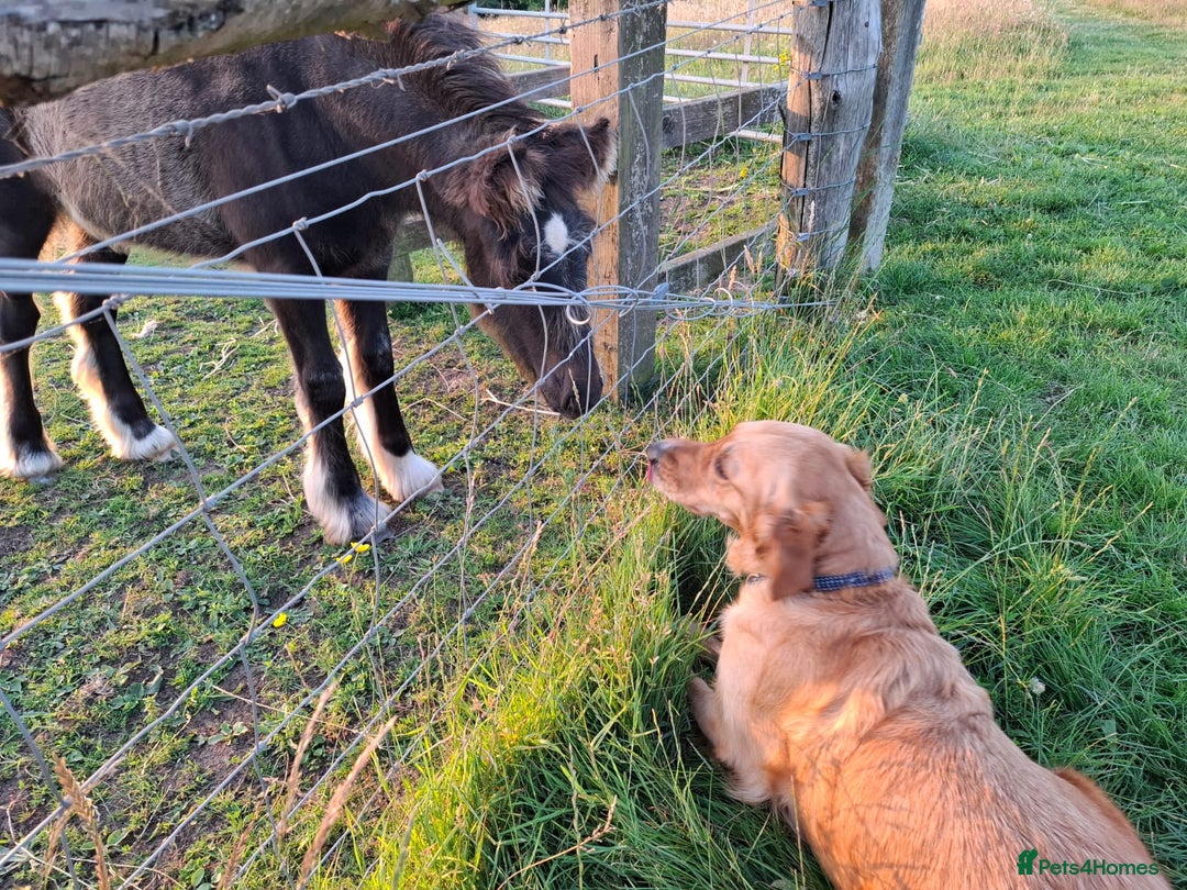 Golden Retriever dogs for sale: 🐾Sweet Golden Retriever Puppies-5 generation KC🐾 - Image 37