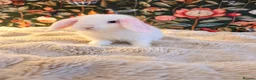 Mini Lop rabbits for sale: 3 beautiful baby Mini Lop girls🤍🐰  in Southport - Advert 2