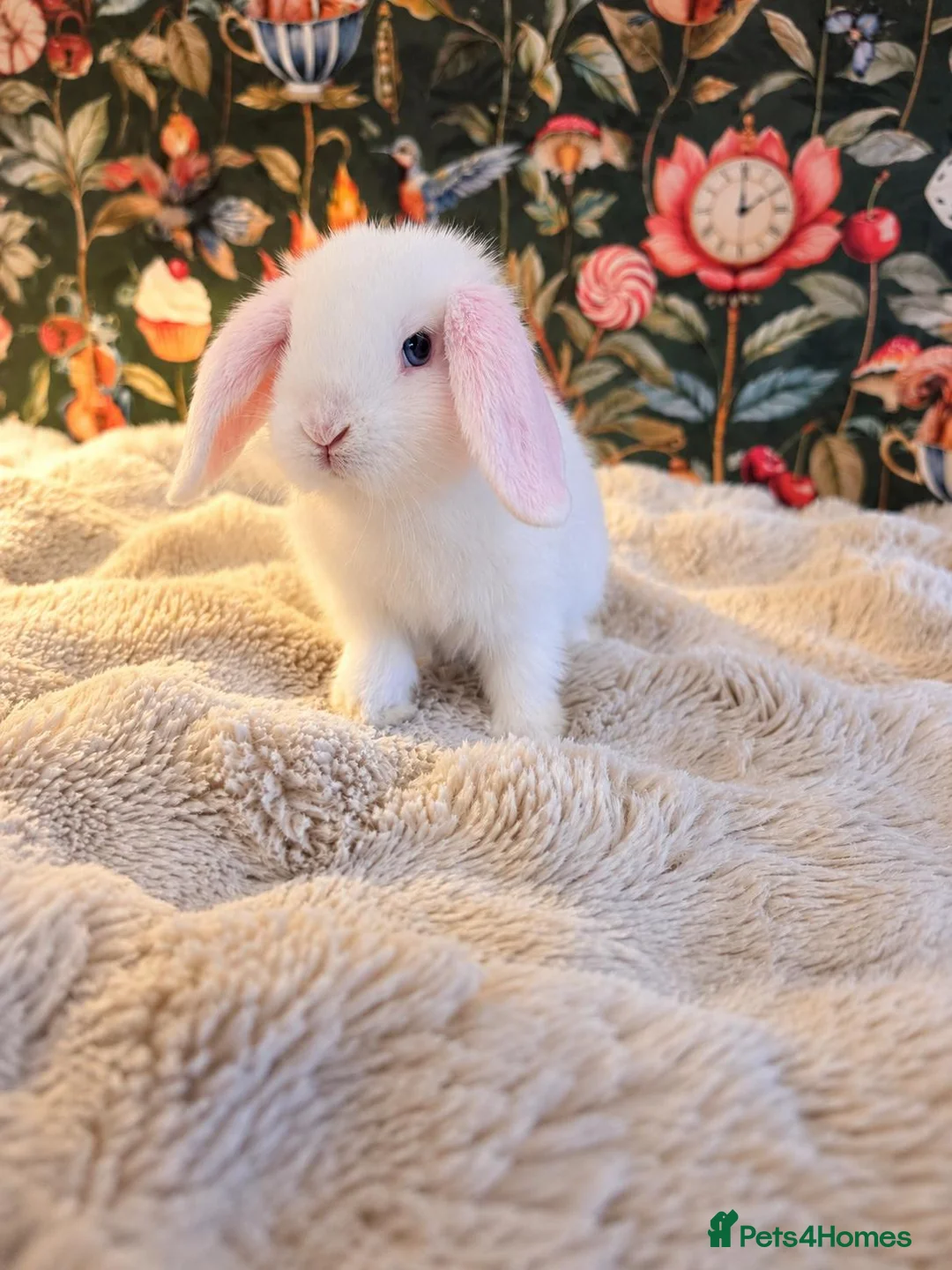 Mini Lop rabbits for sale: 3 beautiful baby Mini Lop girls🤍🐰  in Southport - Advert 2