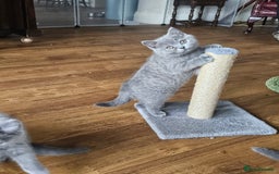 British Shorthair cats for sale: GCCF BSH Blue pedigree kittens for sale - Image 14