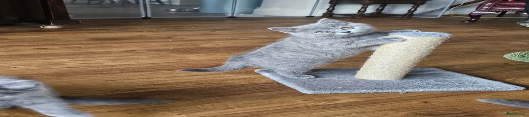 British Shorthair Kitten 2