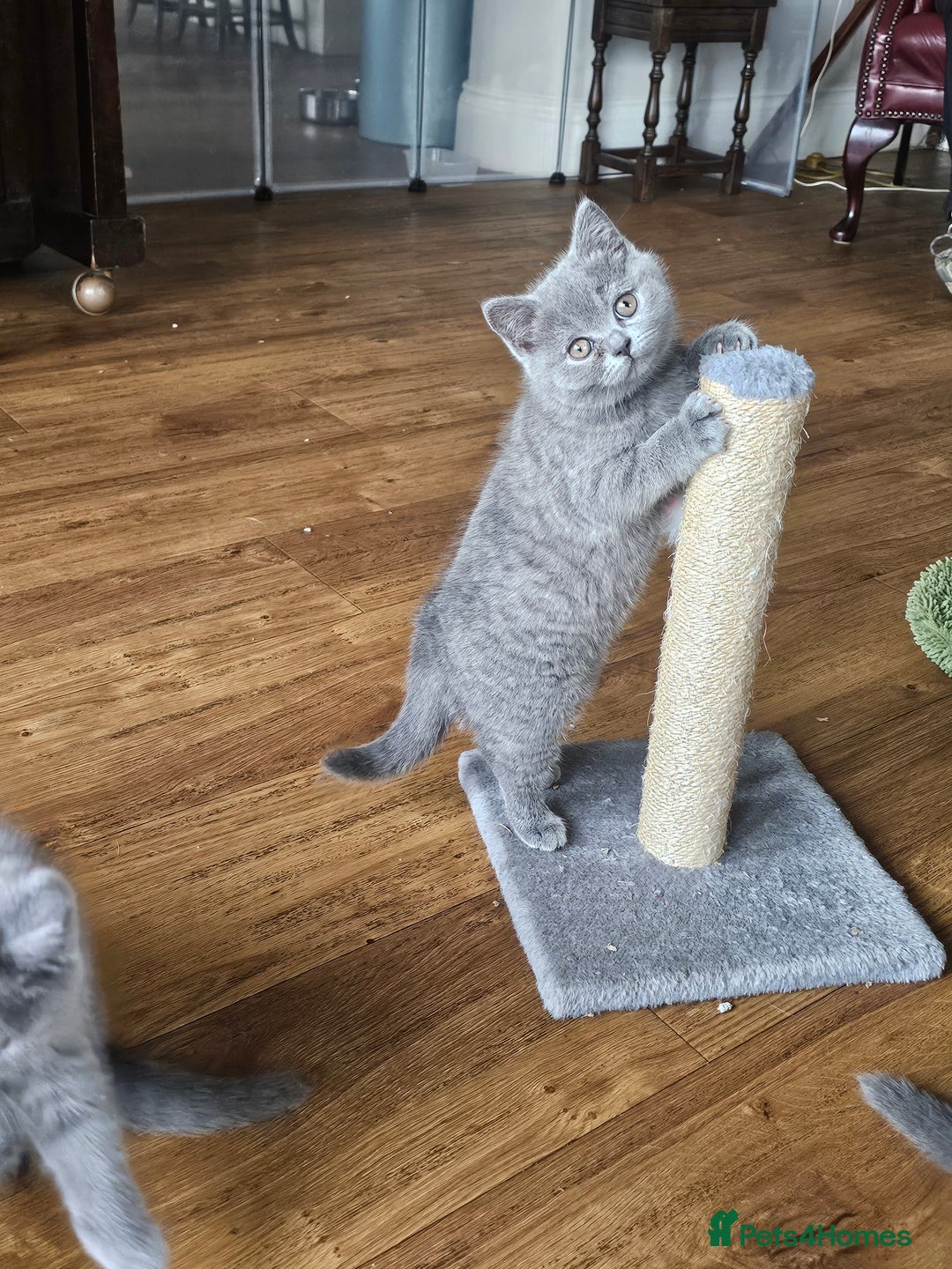 British Shorthair cats for sale: GCCF BSH Blue pedigree kittens for sale - Image 14