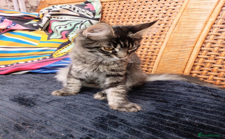Maine Coon cats in Barnsley - Advert 8