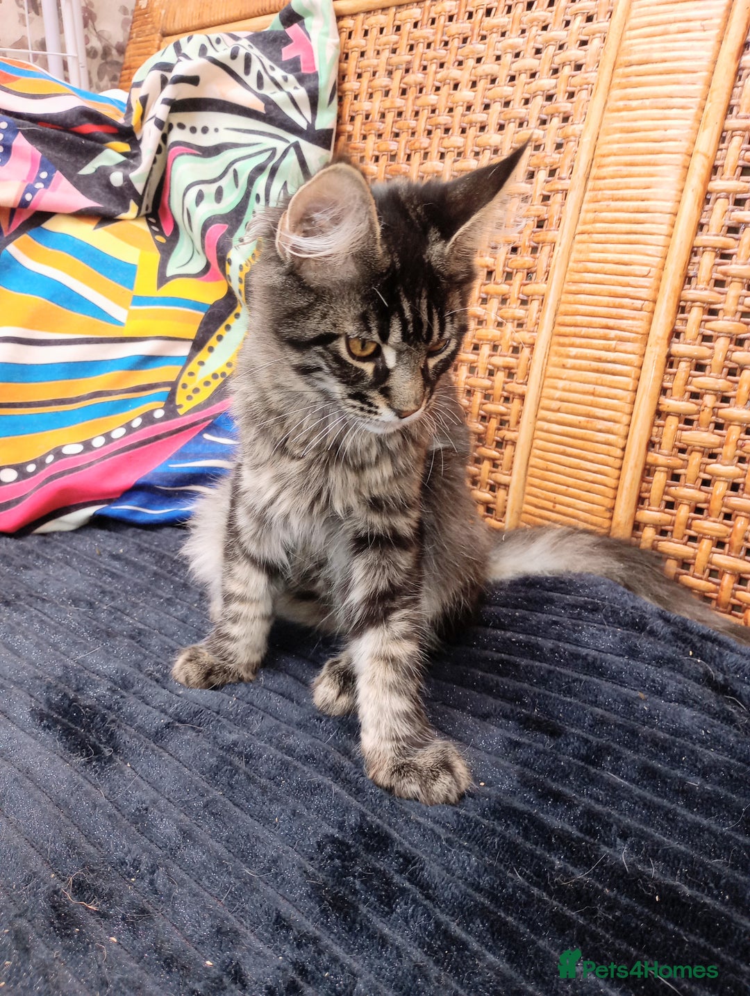 Maine Coon cats for sale: Maine coon purebred pedigre xl in Barnsley - Image 1