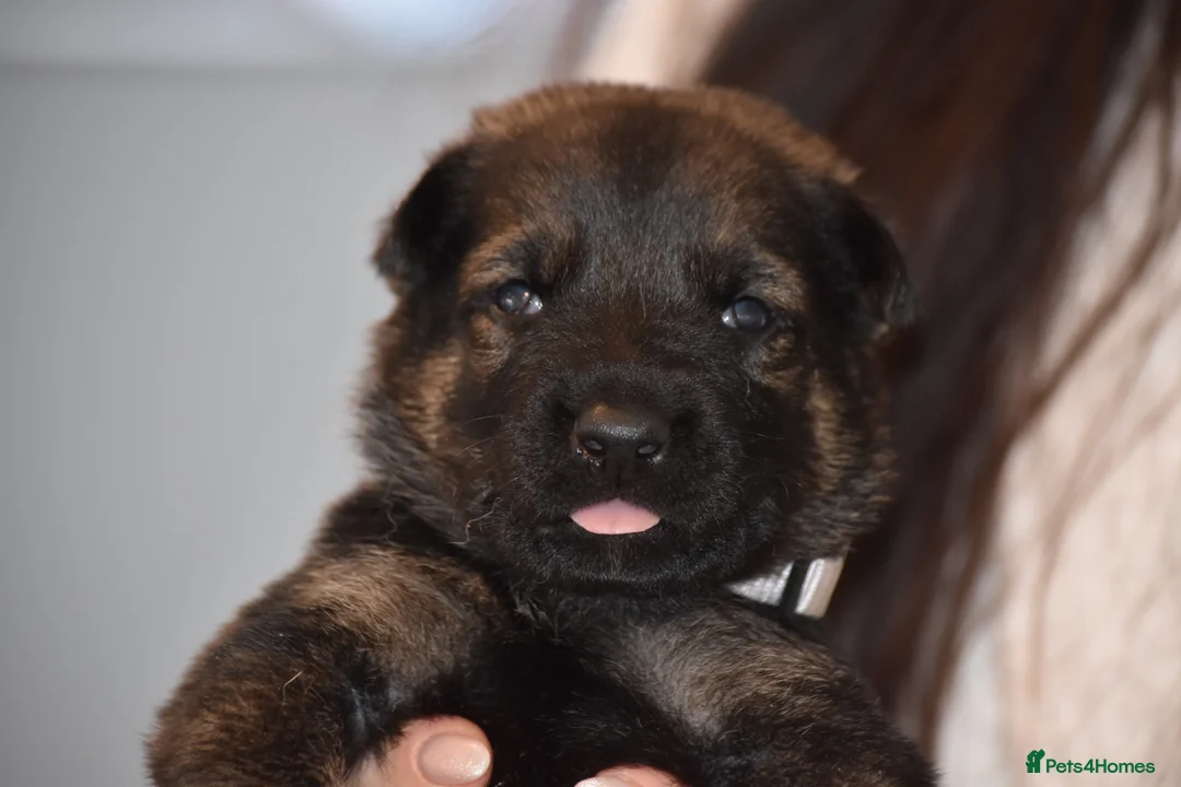 Mixed Breed dogs for sale: GSD × Dutch Herder – Top European Working Lines - Advert 14