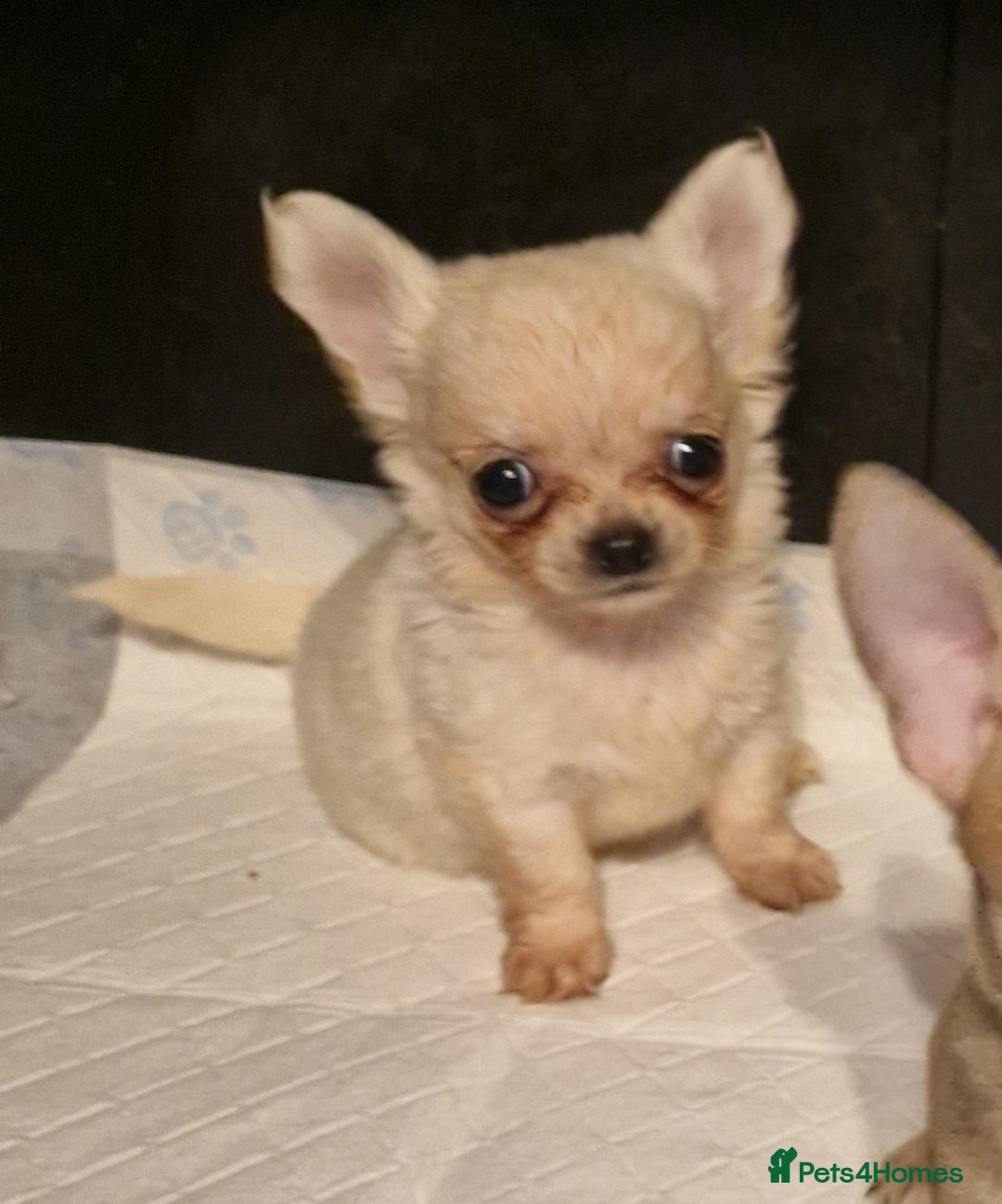Chihuahua dogs for sale: Delightful KC registered - Advert 5