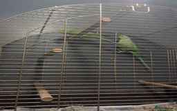 Parakeets birds for sale: Indian Ringnecks M/F  - Image 1