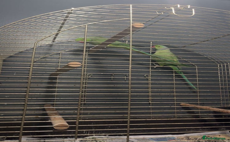 Parakeets birds - Advert 1