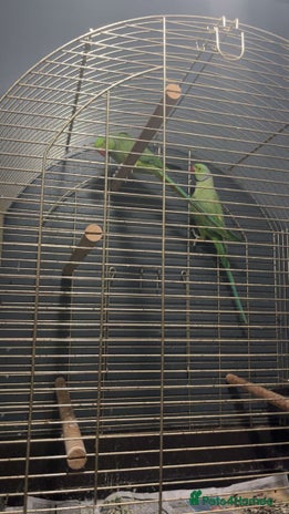 Parakeets birds - Advert 1