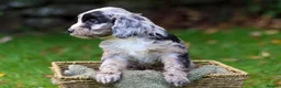 Cockapoo dogs for sale: F1 Cockapoos available 🐶 in Neath - Advert 4