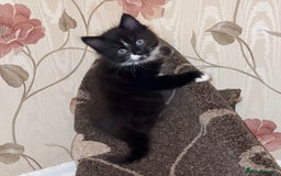 Mixed Breed cats for sale: 5 Beautiful Black & White Kittens Available  - Image 12
