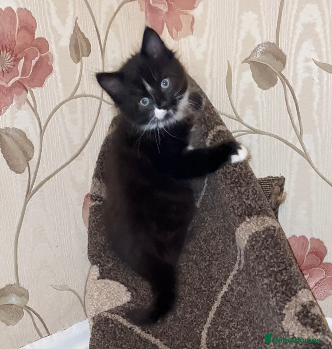 Mixed Breed cats for sale: 5 Beautiful Black & White Kittens Available  - Image 12