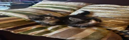 Mixed Breed cats for sale: Stunning kittens ready now  - Advert 1