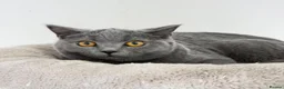 British Shorthair cats for sale: British short hair boy- GCCF registered - Advert 11