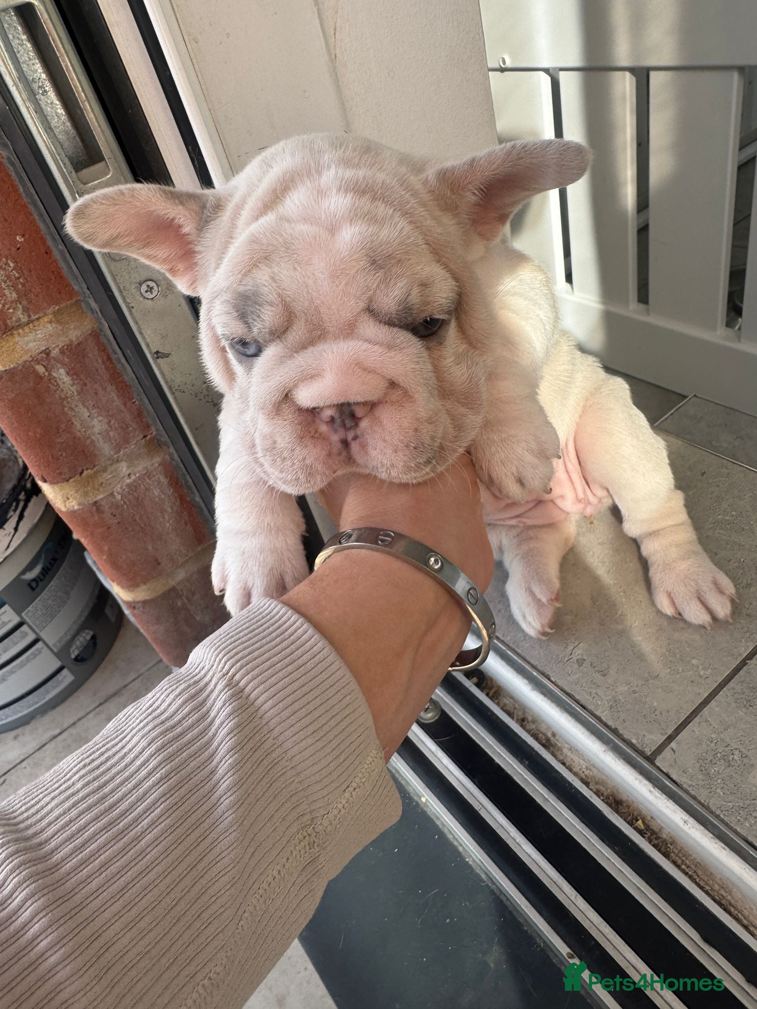 French Bulldog dogs Stunning French bulldogs  - Advert 24